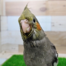 好奇心爆発中❤オカメインコ(ノーマル)のヒナ入荷しました❤