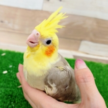 優しい色のオカメインコ(シナモンパイド)のヒナ入荷しました❤