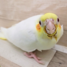 画像更新！むちむちっ❤オカメインコ(ルチノー)のヒナ入荷しました❤
