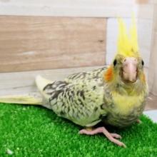 ビックベイビー❤オカメインコ(パールパイド)のヒナ入荷しました❤