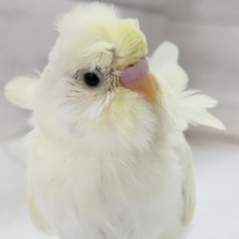 まきまきクリーム～🍥　羽衣セキセイインコ(クリーム)