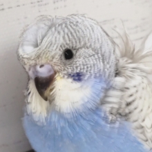かわいい梵天頭～🌀　羽衣セキセイインコ(ブルースパングル)