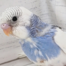 白いお顔とキレイなブルー🌤️　セキセイインコ(ブルーパイド)