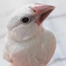 ちょこんと乗ってくれます～🎵　シルバー文鳥