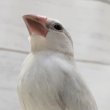 最新画像あり！　全身ギラギラ～✨　シルバー文鳥