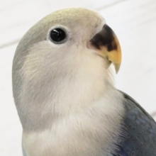 最新画像あり！　小桜インコブルーチェリー入荷。ちょっと濃いめの。