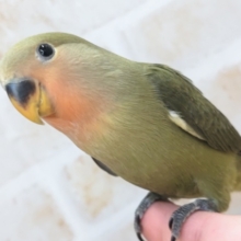 最新画像あり！　落ち着いた色合いが魅力～🍀　コザクラインコ(オリーブ)