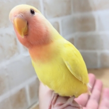 最新画像あり！　パッチリイエロー🍋　コザクラインコ(ルチノー)