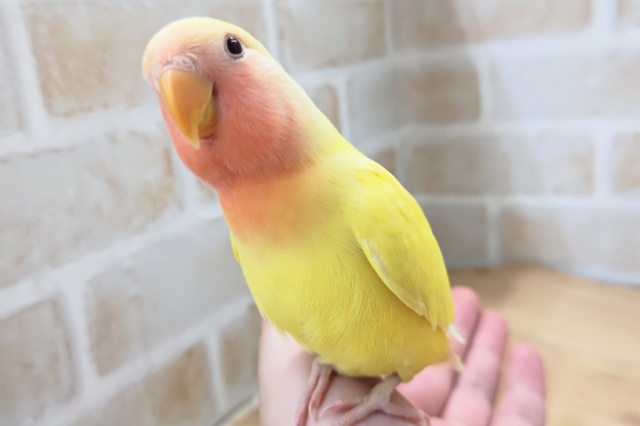 最新画像あり! パッチリイエロー🍋 コザクラインコ(ルチノー) 最新画像あり! パッチリイエロー🍋 コザクラインコ(ルチノー)
