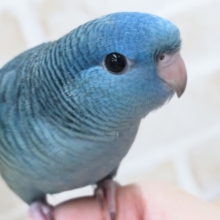 最新画像あり！　美しい全身ブルー🔵　サザナミインコ(コバルトブルー)