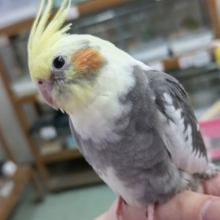 最新画像あり！　キレイな黒が魅力的～🖤　オカメインコ(パイド)