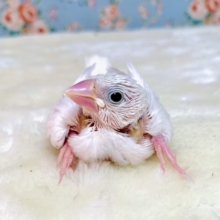 白文鳥  🤍☁️🫧   4/29