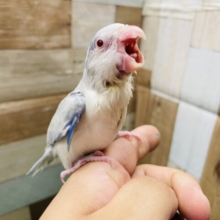 最新画像あります☆なかなか見ないカラーです！！ブルーの身体に赤目が魅力的なマメルリハインコ☆