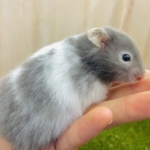 元気ですか？こちら今日も絶好調⭐️ 長毛ハムスター　 セーブル系