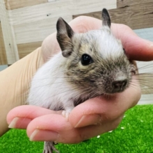 おちびくんデグーベビー（パイド）入舎です！