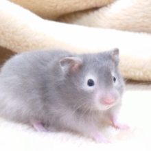 ふわっと～そ～っと隠れます。。セーブルハムスター～～