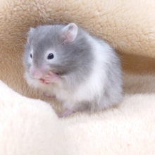 寄り添いハムちゃん♪　なにか言いたげ～　セーブルハムスター～～