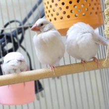 軍団から～トリオとなりましたっ☆☆☆　シルバー文鳥～～