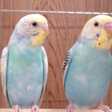 ひょっこり旦那さんと　キリッ☆☆☆と奥さま～～　セキセイインコ　ペア♬