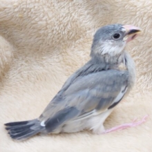 インコ派？　それとも文鳥派？？　桜文鳥～～