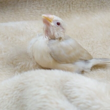 何気に。。好奇心。。。強め？？～♬～～　シナモン文鳥～～