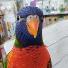 最新画像あり！　五色鮮やか特徴的です～✨　ゴシキセイガイインコ