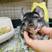 最新画像有り！もふもふなさわり心地がたまりません！チンチラのグレー！