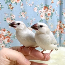 シルバー文鳥  2羽  入舎しました！ 🐦🪶     4/15