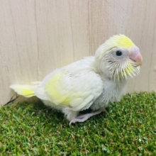 きらきらグラデーション✨優しい色合い！　セキセイインコ　クリーム