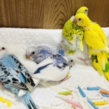 ☆元気もりもり〜☆セキセイインコ ヒナ