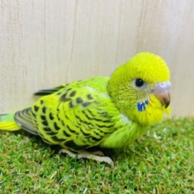 綾も錦もすべては君ありてこそ！なの！！　セキセイインコ　オパーリン