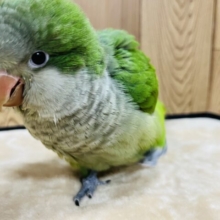 【最新動画更新🪄】いっぱい食べる君が好き♫オキナインコ(グリーン)ヒナ