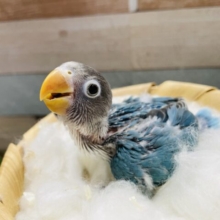 まん丸な目がキュートすぎます！！ボタンインコのブルー！