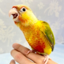 色鮮やか🍍ウロコインコ(パイナップル) 2023年2月生まれ
