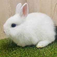 🤍ふんわり雪うさぎ🤍　ネザーランドドワーフ　フロスティ