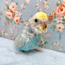 セキセイインコ  パステルレインボー  💧💎️🫧  4/8