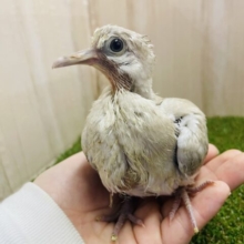 まるまるさがたまらないんです、、、！　ジュズカケバト　