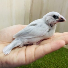 最新画像になりますよ‼️食欲旺盛‼️食べ盛りな文鳥さん💓　シルバー文鳥