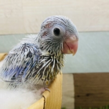 小さな怪獣到来？！マメルリハインコアメリカンホワイト男の子！！