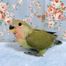 コザクラインコ  オリーブ  🫒🌿･.｡*  4/8