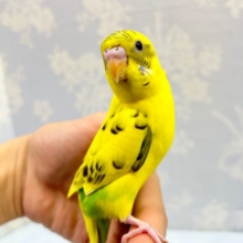 かわいい💖セキセイインコ(イエローハルクイン) 2023年3月生まれ