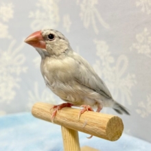 ちょこん‎🤍シルバー文鳥 2023年 3月生まれ