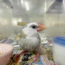 1人餌！最新画像になりますよ‼️色合いが素敵な白文鳥さんですよ💓　白文鳥