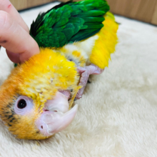 可愛すぎ！！メロメロ注意です♡シロハラインコ ヒナ
