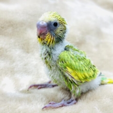 菜の花カラー🌼🌱セキセイインコ(スパングル) ヒナ