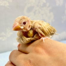 人気カラー💛シナモン文鳥 2023年4月生まれ