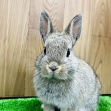 とーっても懐っこい子♡ネザーランドドワーフ(チェスナット) 男の子