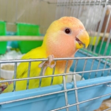 最新画像になりますよ！！太陽のように輝くよ☀️ コザクラインコ　ルチノーオパーリン