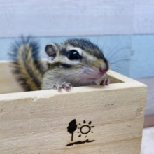 ごはんを食べてる姿が可愛らしい！！シマリスの男の子！