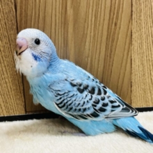 満腹なんて言葉は知らないよっ！セキセイインコ(オパーリン) ヒナ